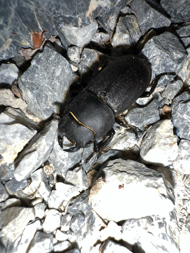 Lesser Stag Beetle