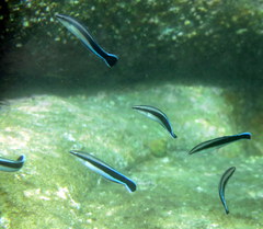 Aspidontus taeniatus