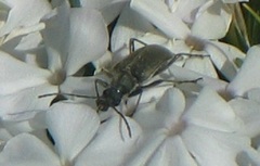 Cortodera