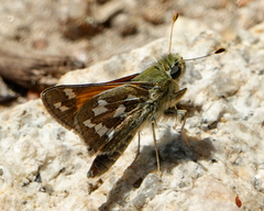 Hesperia juba