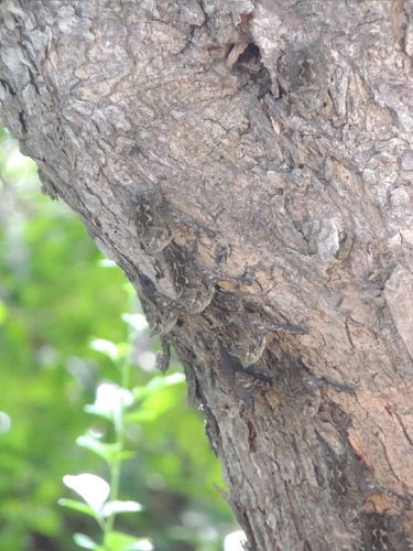 Proboscis Bat
