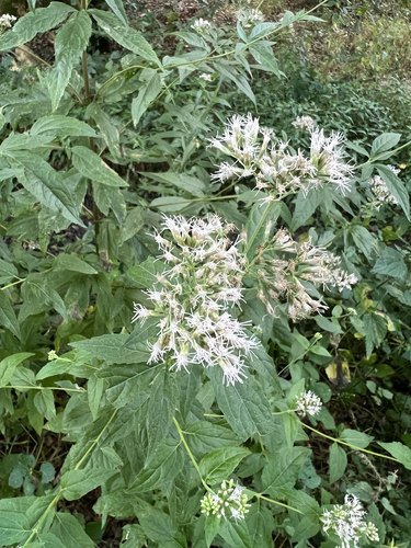 hemp agrimony