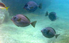 Prionurus microlepidotus