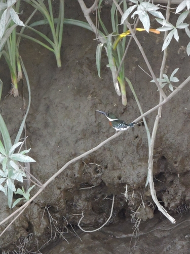 Green Kingfisher