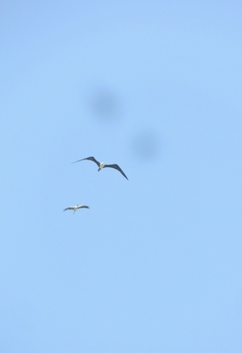 Magnificent Frigatebird