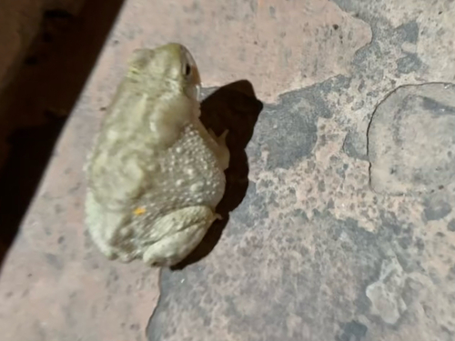 Indus Valley Toad
