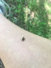 Diptera