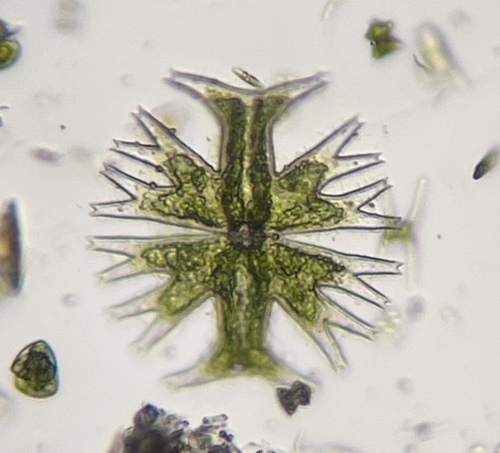 Micrasterias furcata, 2026-08-08