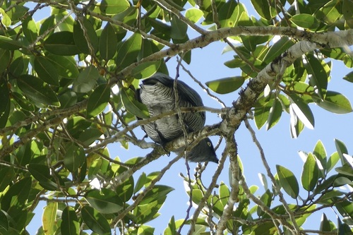 Barred Cuckooshrike (Coracina lineata)