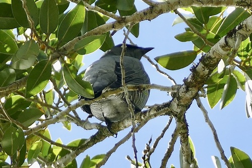 Barred Cuckooshrike (Coracina lineata), photo 2