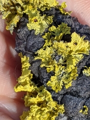 Vulpicida canadensis