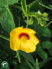 Abutilon hirtum