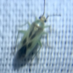 Orthotylus