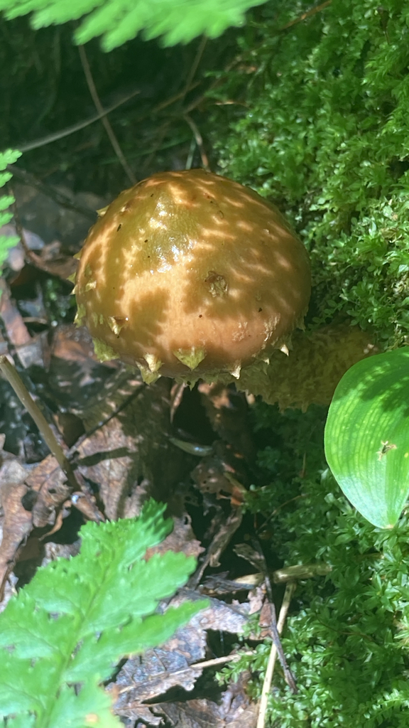 Hemistropharia albocrenulata