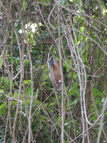 Boat-billed Heron