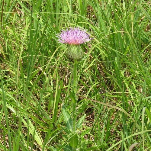 Cirsium pumilum