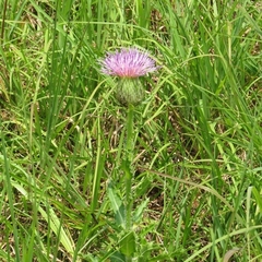 Cirsium pumilum