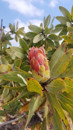 Common Protea