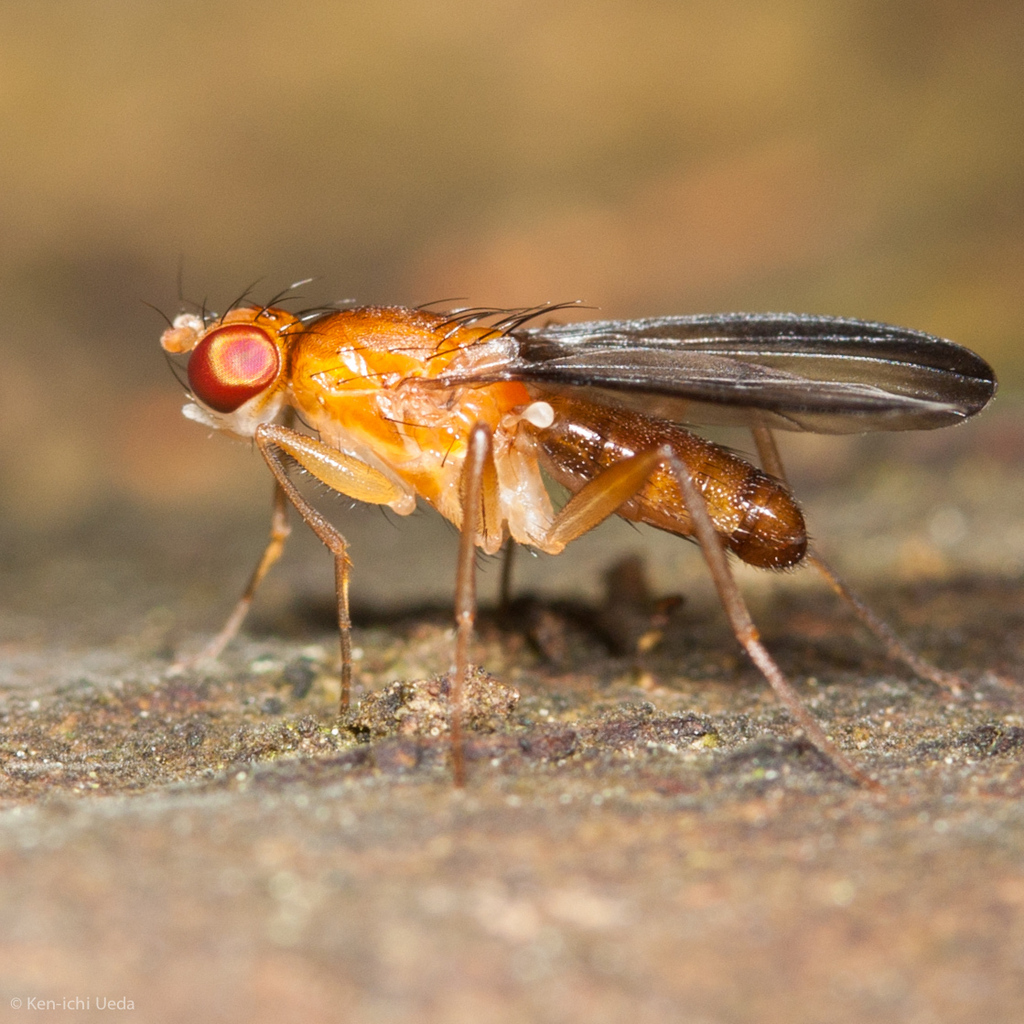 Clusia occidentalis