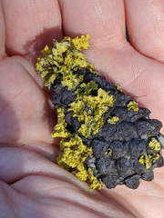 Vulpicida canadensis