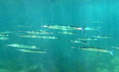 Eastern Sea Garfish photo 2
