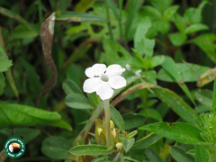 Barleria acanthoides