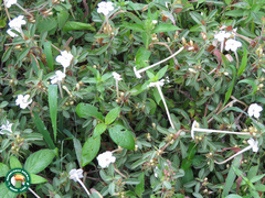 Barleria acanthoides