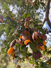 Copaifera langsdorffii, photograph (c) Rafael Silva, some rights reserved (CC BY-SA)