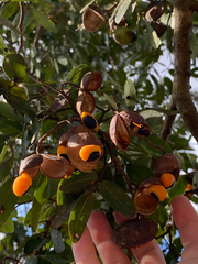 Copaifera langsdorffii, photograph (c) Rafael Silva, some rights reserved (CC BY-SA)
