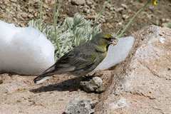 Yellow-Bridled Finch photo 4