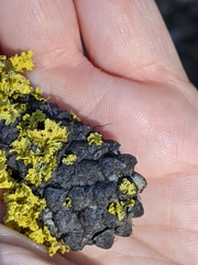 Vulpicida canadensis