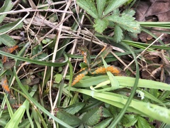 Phragmidium fragariae