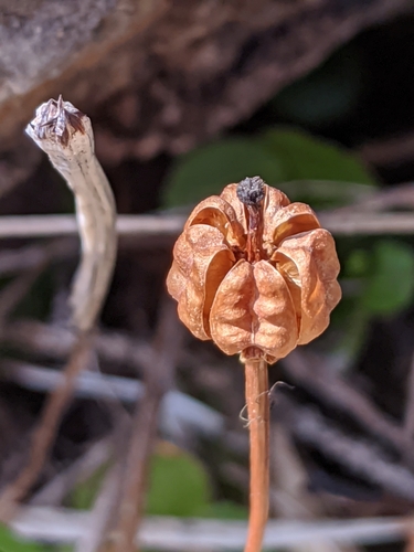 One-flowered Wintergreen