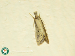 Mythimna tacuna