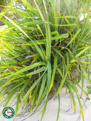 Pandanus rabaiensis