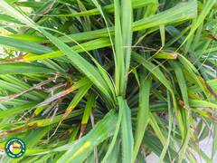 Pandanus rabaiensis