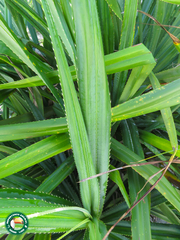 Pandanus rabaiensis