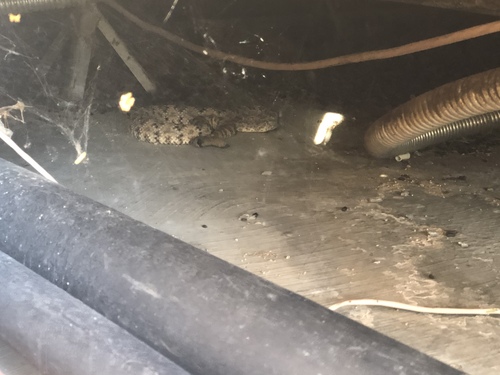 iNaturalist observation photo of Southwestern Speckled Rattlesnake