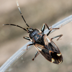 Eremocoris