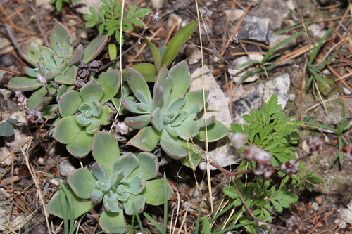 Graptopetalum pusillum