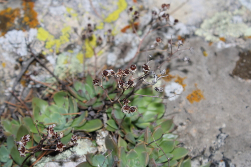 Graptopetalum pusillum