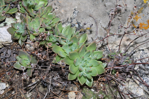 Graptopetalum pusillum