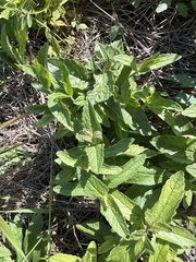 Veronica teucrium, photograph (c) Stanislav Murashkin, some rights reserved (CC BY)