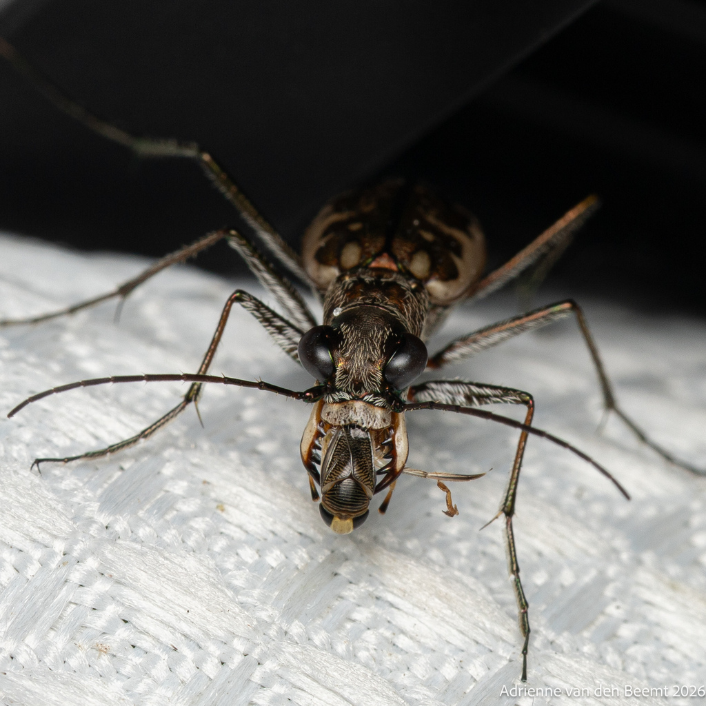 Margined Tiger Beetle