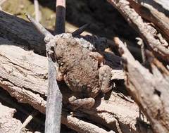 Pleurodema nebulosum