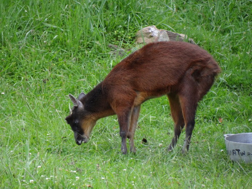 Ecuador Red Brocket