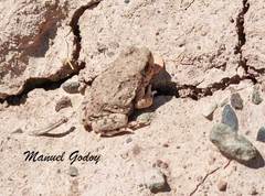 Pleurodema nebulosum