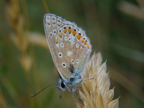 Common Blue