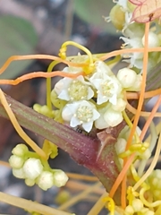 Cuscuta indecora