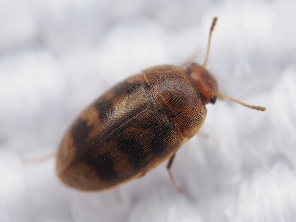 Litargus nebulosus